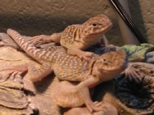 Pebbles and Bam Bam