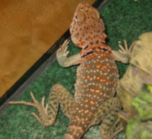 Bam Bam's colors