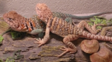 My babies together