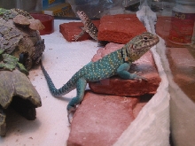 Lizards