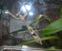 Any one know what species....