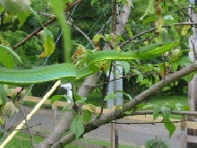 Oxybelis Fulgidus