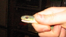 unidentified snake
