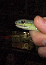 unidentified snake
