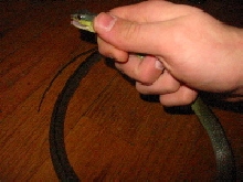 unidentified snake
