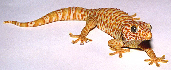 albino tokay