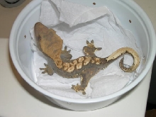 The male
