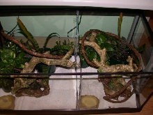 Cage set up