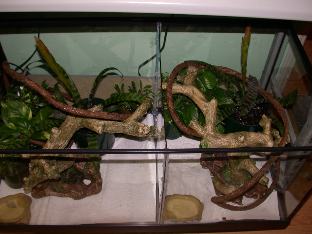 Cage set up