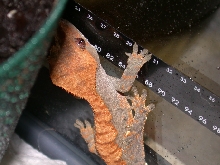 Mom's Gecko