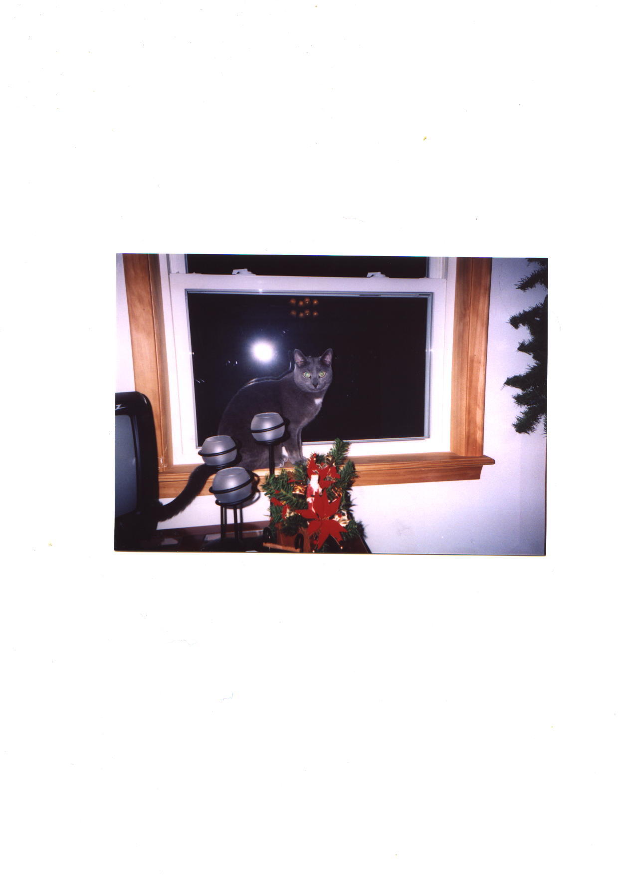 whos that kitty in the window...TWISTER!