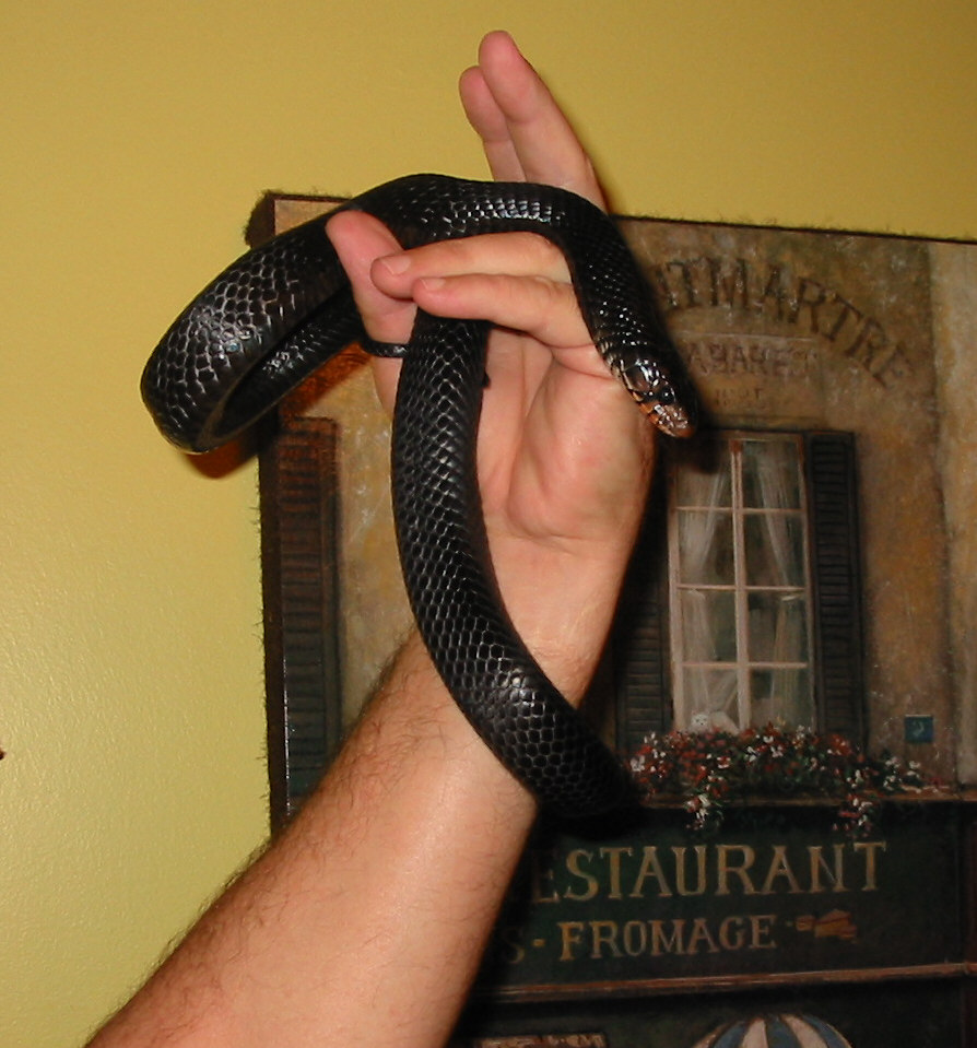 06 male Indigo
