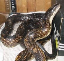 Black Rat Snake