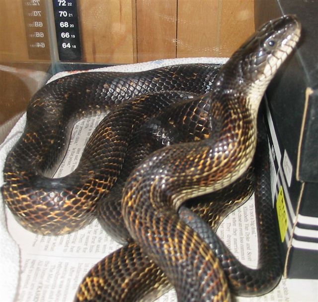 Black Rat Snake