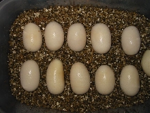 Eastern Indigo Eggs 032706