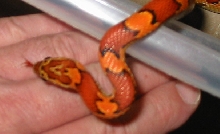 05  F1 Corn Jasper Co.