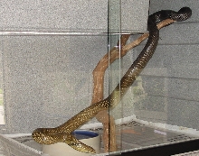 Female Black Tail