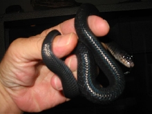 Baby Eastern Indigo