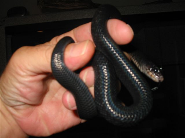 Baby Eastern Indigo