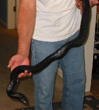 Black Phase Easter Indigo