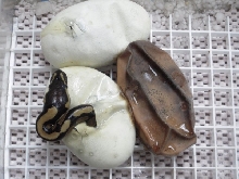 egg-1
