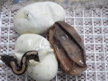egg-2