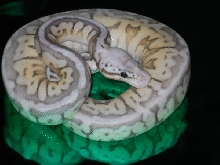 s.b.9/10