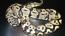 second shed