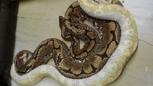 breeding2