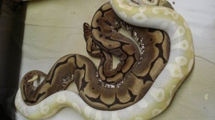 breeding2