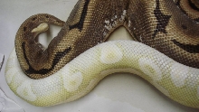 breeding