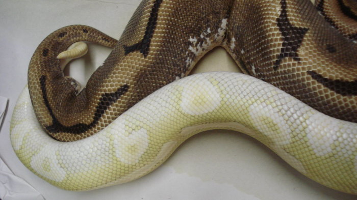 breeding
