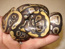 ash babies2