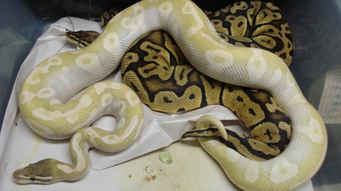 breeding3