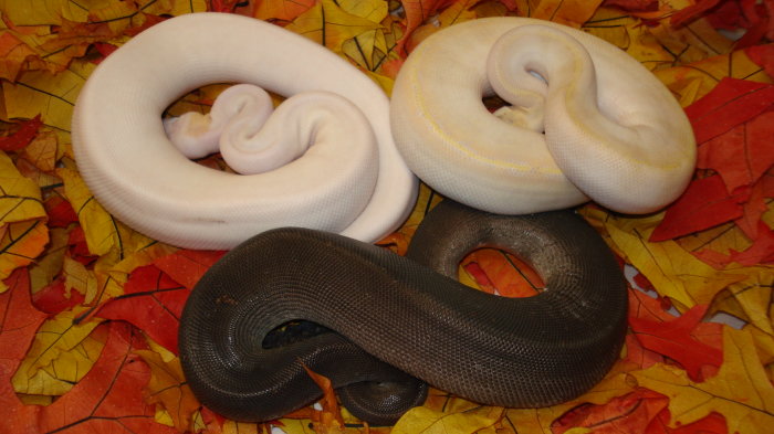 trio