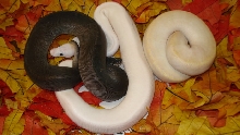 trio2