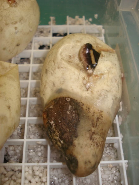 egg