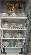 incubator2