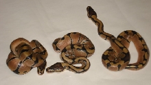 babies2