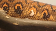 rainbow female 3