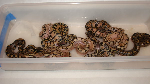pastel x spider 3