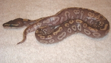 mojo2