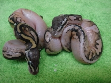 calico3