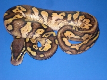 calico1-C