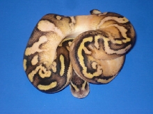 calico2-A