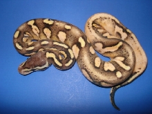 calico3-C