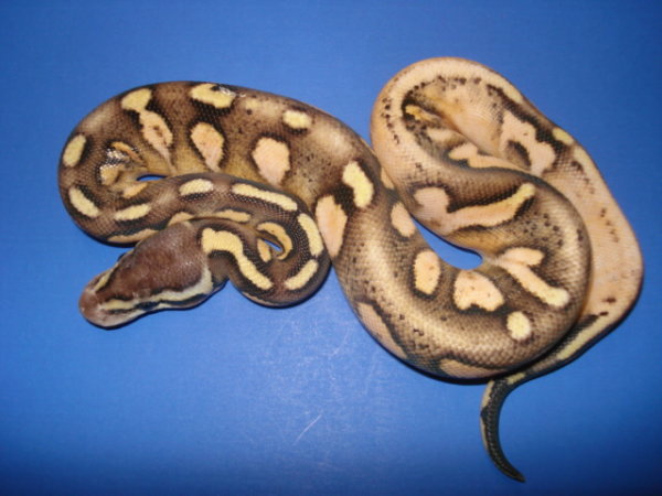 calico3-C