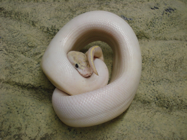 ivory1