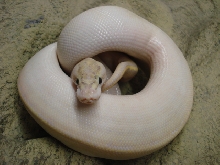 ivory4
