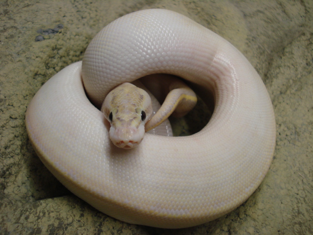 ivory4